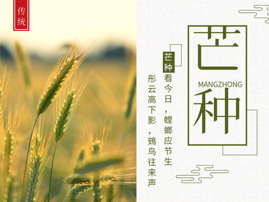 今日芒種，忙有所獲，不負耕耘！